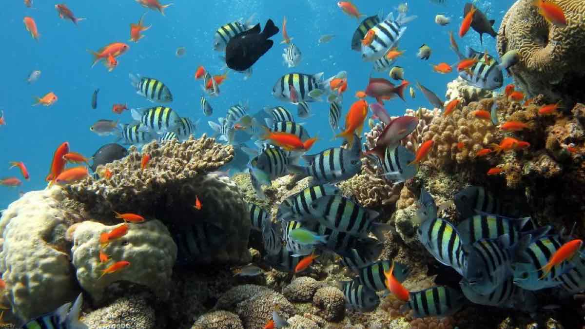 Capodanno in Giordania - La magia del Mar Rosso